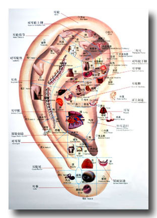 耳つぼイメージ図