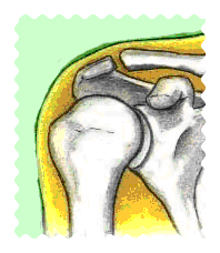 正常肩鎖関節イメージ